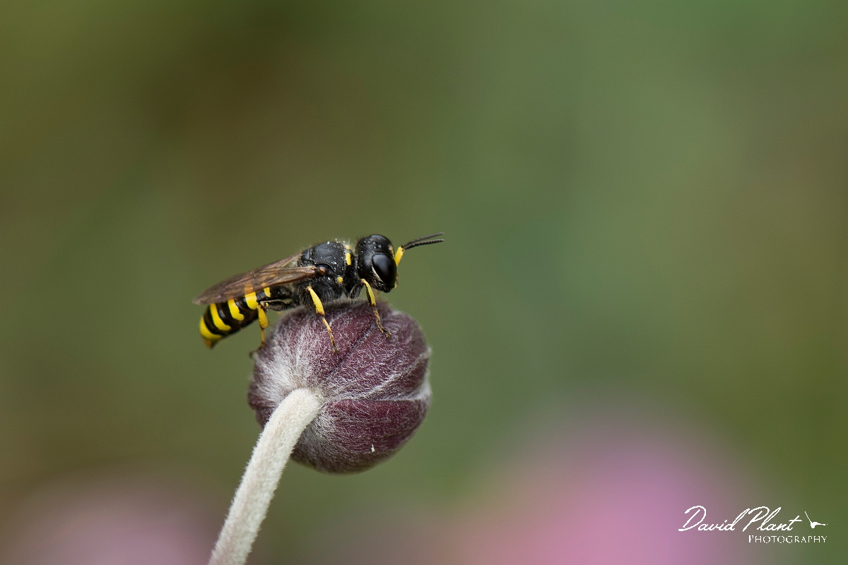David Plant Photography - Wildlife Photography - Ectemnius cavifrons - A.jpg - Ectemnius cavifrons - Cotswolds