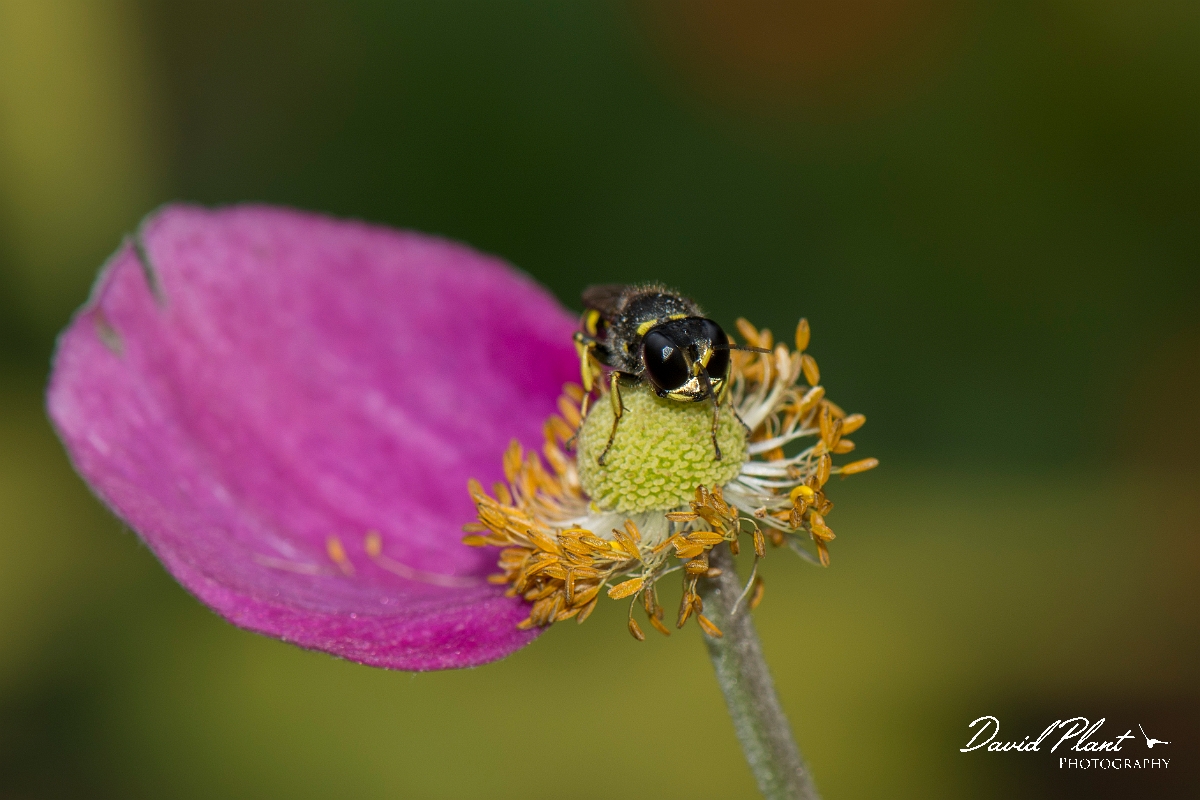 David Plant Photography - Wildlife Photography - Ectemnius cavifrons - B.jpg - Ectemnius cavifrons - Cotswolds