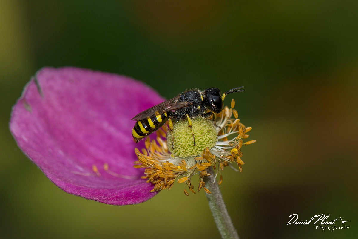 David Plant Photography - Wildlife Photography - Ectemnius cavifrons - C.jpg - Ectemnius cavifrons - Cotswolds