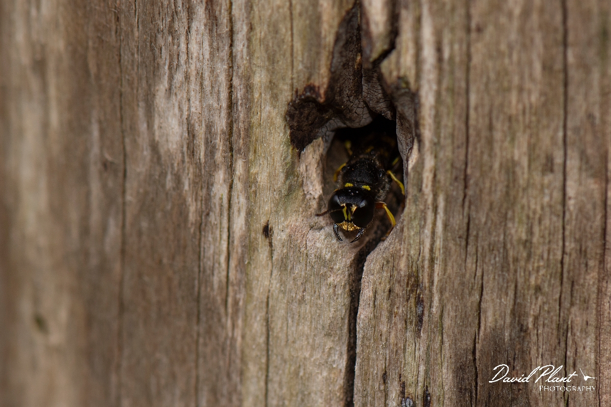 David Plant Photography - Wildlife Photography - Ectemnius cavifrons - D.jpg - Ectemnius cavifrons, at nest hole - Cotswolds