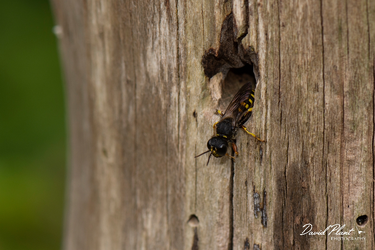 David Plant Photography - Wildlife Photography - Ectemnius cavifrons - E.jpg - Ectemnius cavifrons, at nest hole - Cotswolds