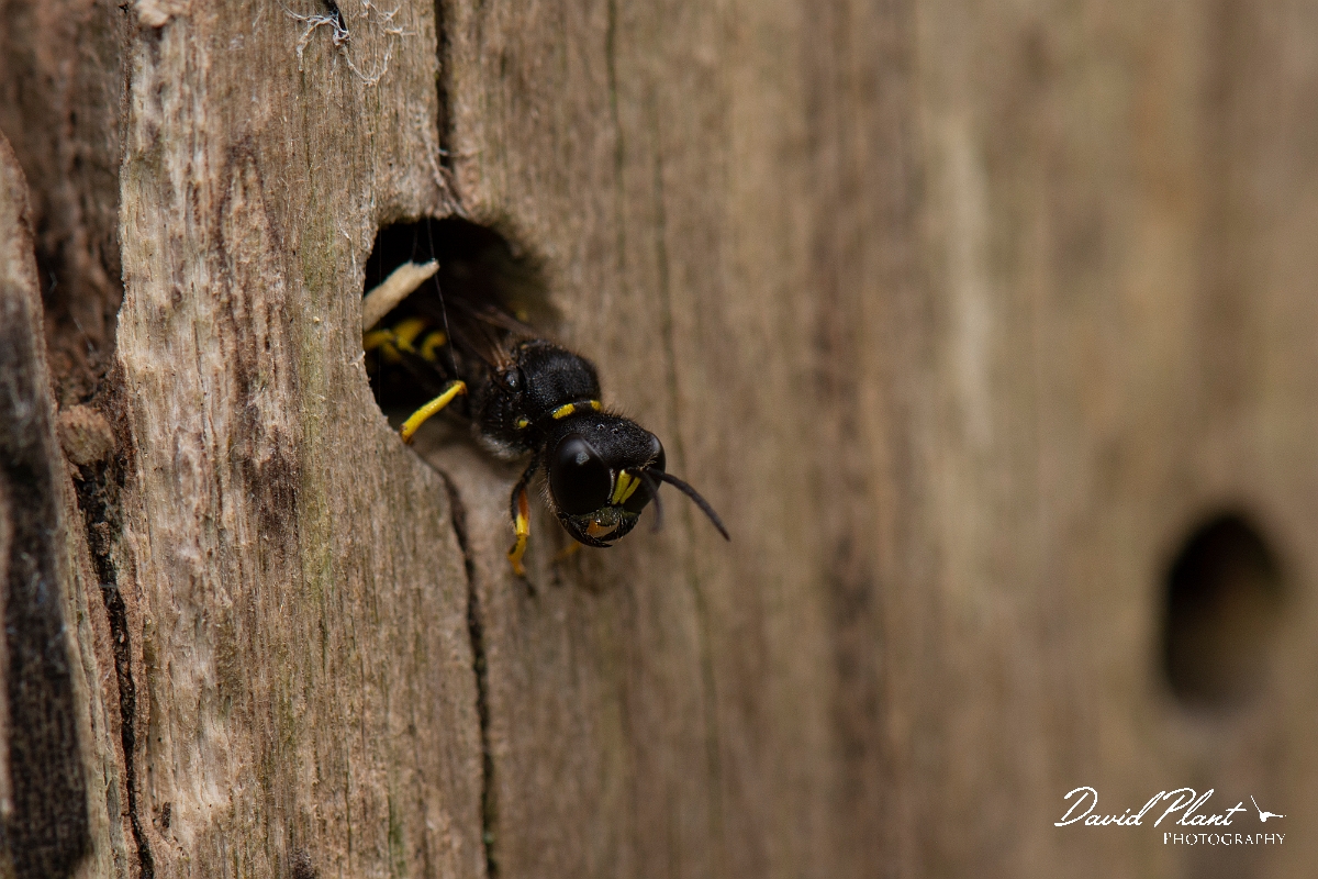 David Plant Photography - Wildlife Photography - Ectemnius cavifrons - F.jpg - Ectemnius cavifrons, at nest hole - Cotswolds