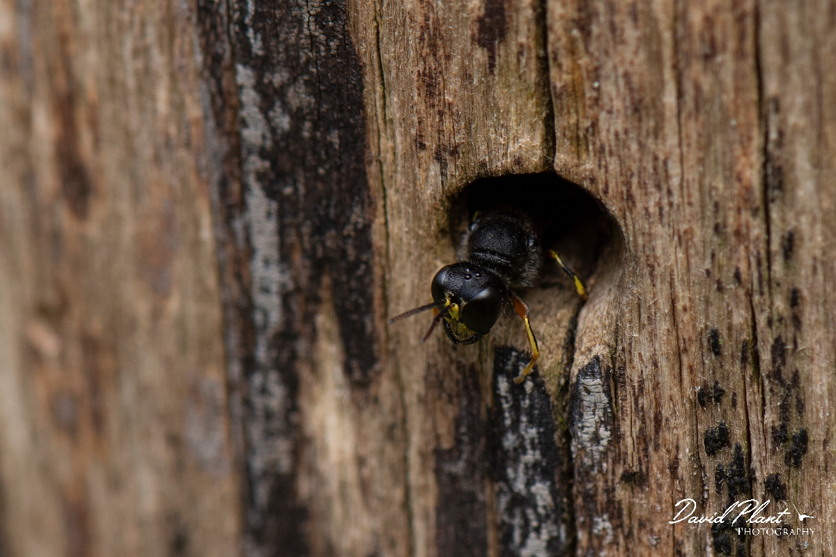 David Plant Photography - Wildlife Photography - Ectemnius cavifrons - G.jpg - Ectemnius cavifrons, at nest hole - Cotswolds