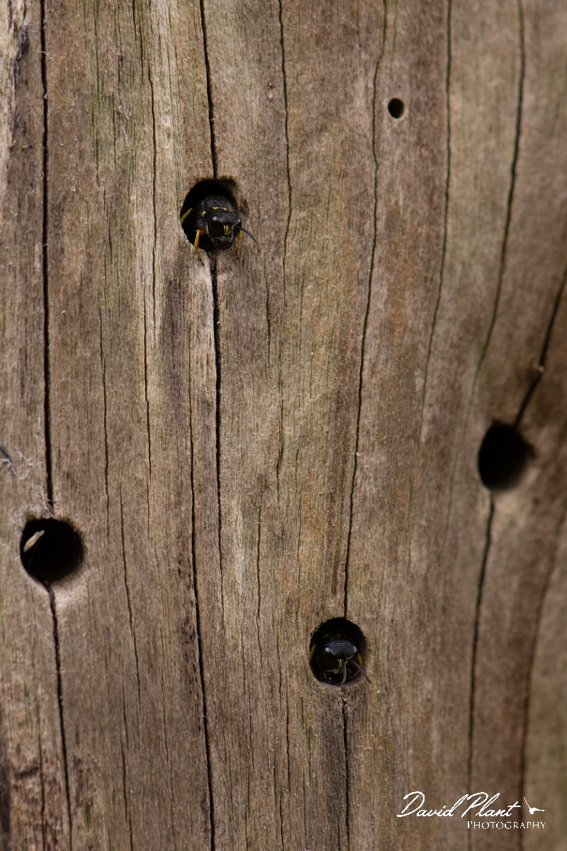 David Plant Photography - Wildlife Photography - Ectemnius cavifrons - H.jpg - Ectemnius cavifrons, at nest hole - Cotswolds