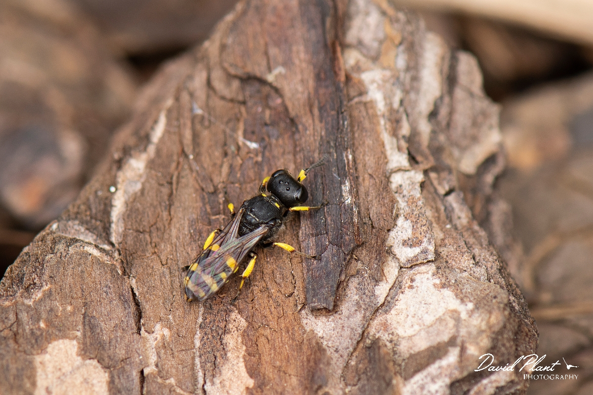 David Plant Photography - Wildlife Photography - Ectemnius cavifrons - I.jpg - Ectemnius cavifrons - Cotswolds