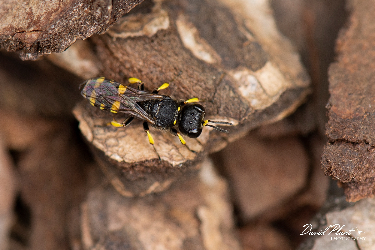 David Plant Photography - Wildlife Photography - Ectemnius cavifrons - J.jpg - Ectemnius cavifrons - Cotswolds