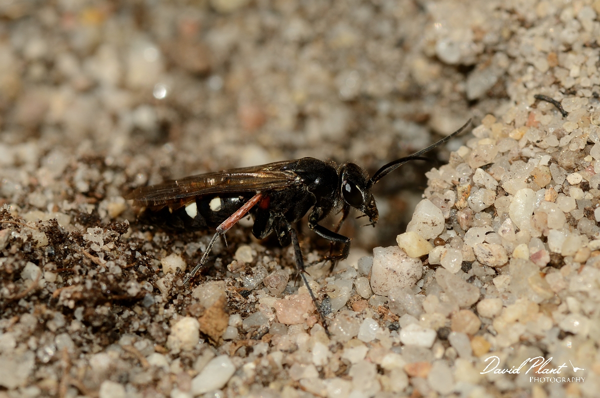 David Plant Photography - Wildlife Photography - Episyron rufipes - B.jpg - Episyron rufipes digging hole - Dorset