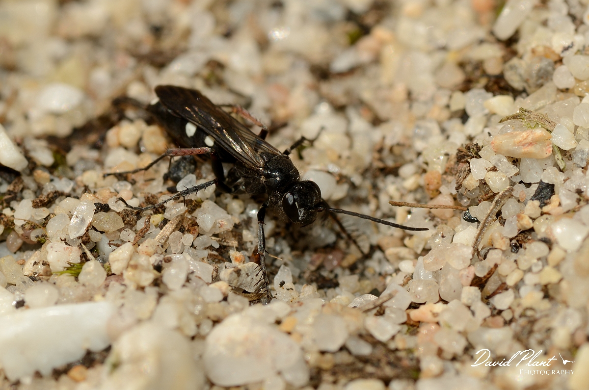 David Plant Photography - Wildlife Photography - Episyron rufipes - C.jpg - Episyron rufipes - Dorset