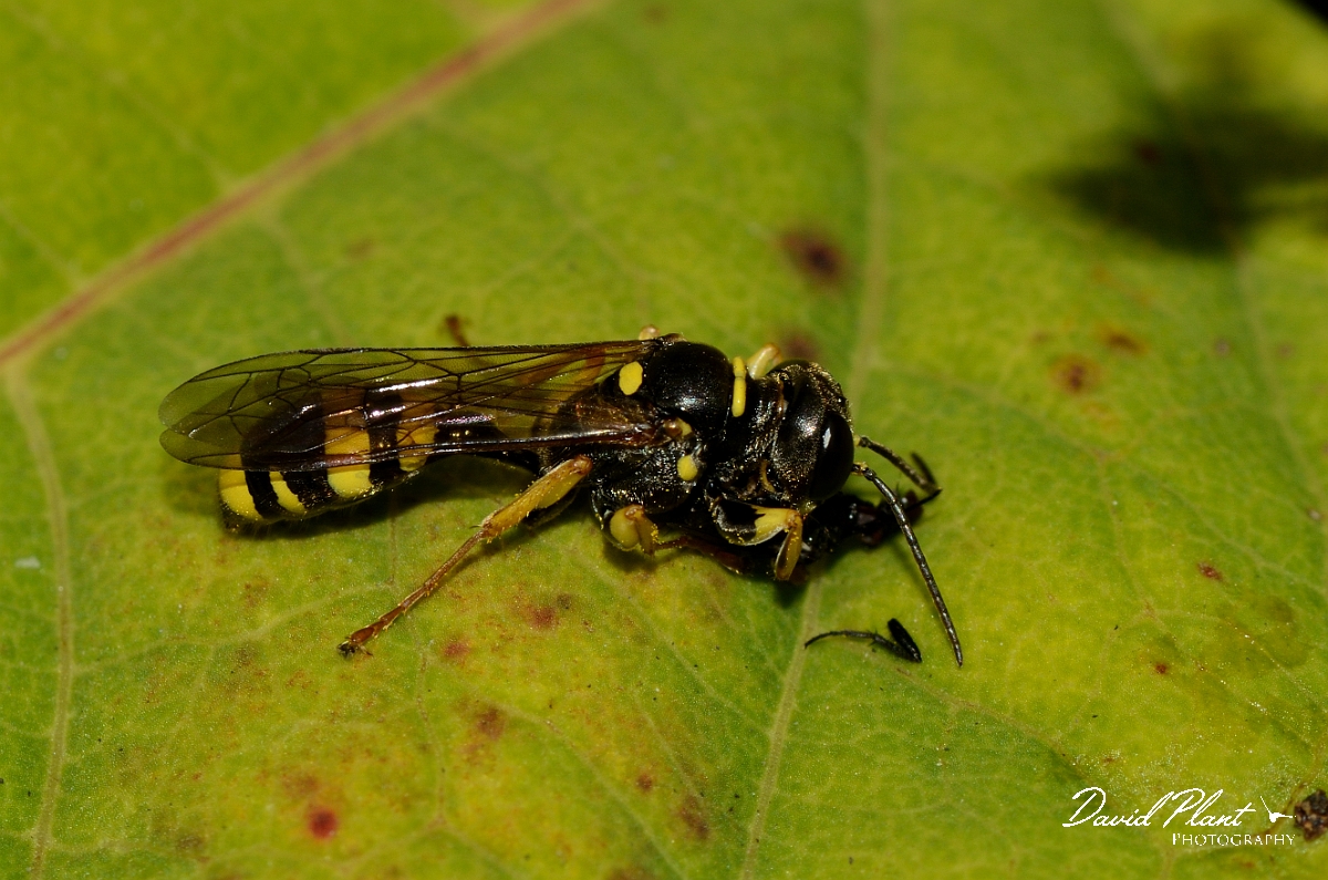 David Plant Photography - Wildlife Photography - Field digger wasp Mellinus arvensis - A.jpg - Field digger wasp Mellinus arvensis - Suffolk