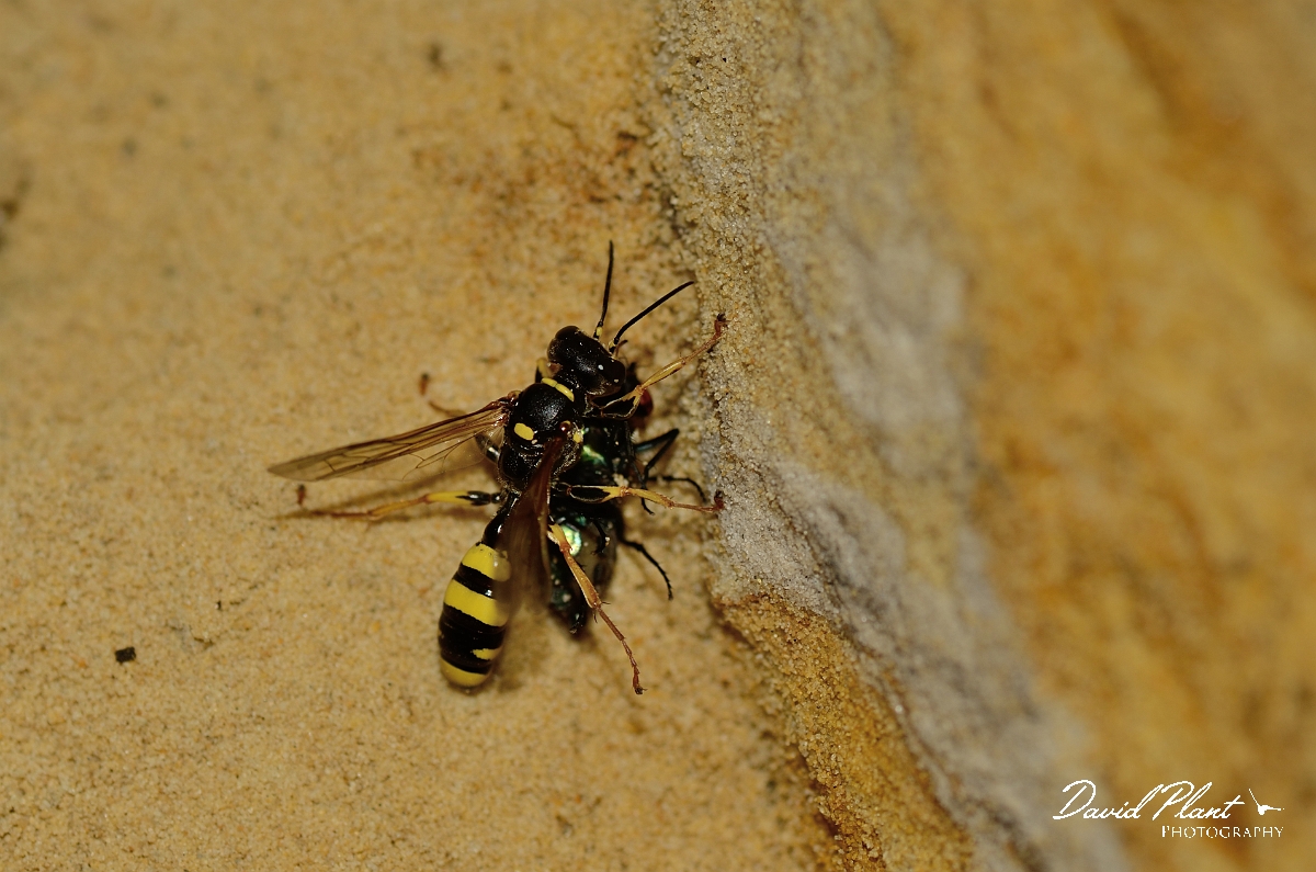 David Plant Photography - Wildlife Photography - Field digger wasp Mellinus arvensis - B.jpg - Field digger wasp, Mellinus arvensis - Cambridgeshire
