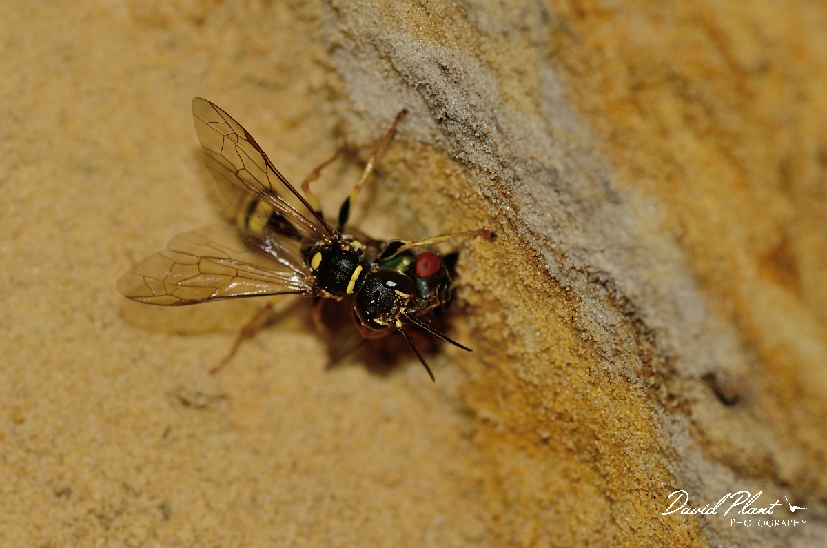 David Plant Photography - Wildlife Photography - Field digger wasp Mellinus arvensis - C.jpg - Field digger wasp, Mellinus arvensis, with prey - Cambridgeshire
