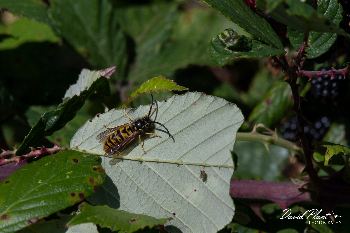 David Plant Photography - Wildlife Photography - German wasp, Vespula germanica - A.jpg - German wasp, Vespula germanica - Kent