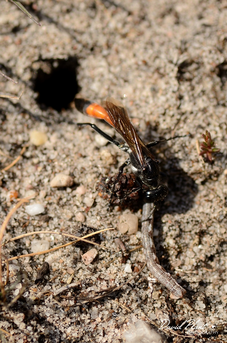 David Plant Photography - Wildlife Photography - Heath sand wasp, Ammophila pubescens - A.jpg - Heath sand wasp, Ammophila pubescens, with caterpillar next to hole - Dorset