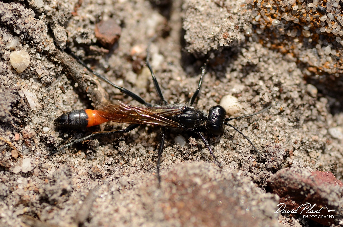 David Plant Photography - Wildlife Photography - Heath sand wasp, Ammophila pubescens - B.jpg - Heath sand wasp, Ammophila pubescens - Dorset