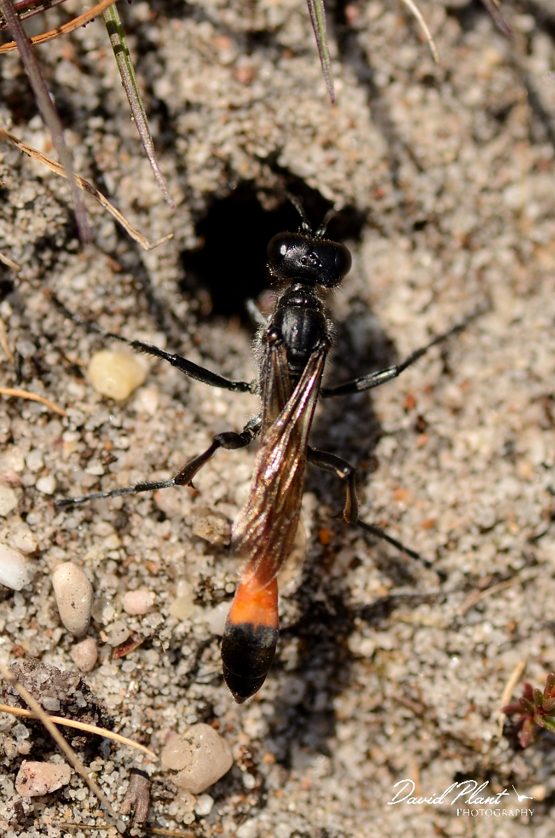 David Plant Photography - Wildlife Photography - Heath sand wasp, Ammophila pubescens - D.jpg - Heath sand wasp, Ammophila pubescens, going into hole - Dorset