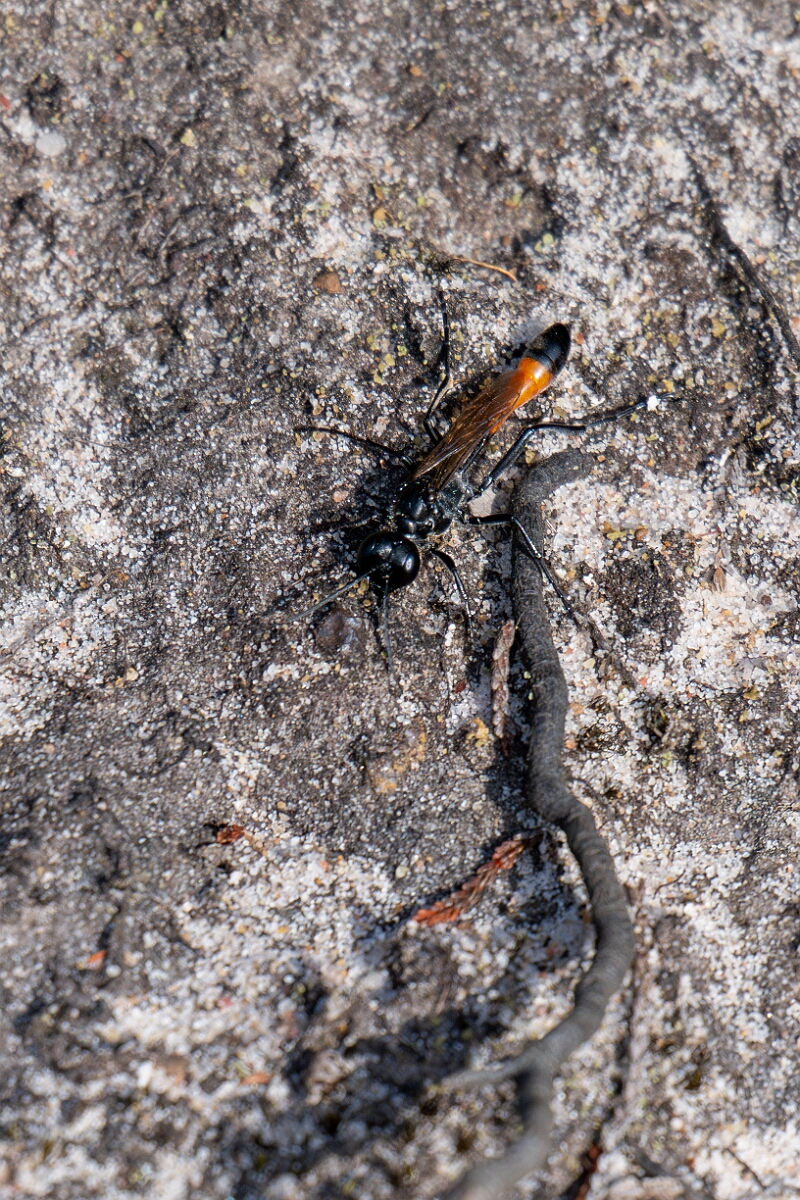 David Plant Photography - Wildlife Photography - Heath sand wasp, Ammophila pubescens - E.jpg - Heath sand wasp, Ammophila pubescens - Surrey