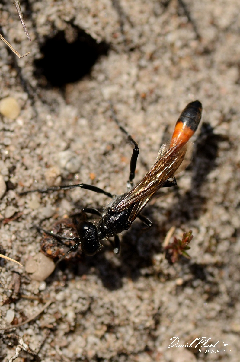 David Plant Photography - Wildlife Photography - Heath sand wasp, Ammophila pubescens, by hole - C.jpg - Heath sand wasp, Ammophila pubescens - Dorset