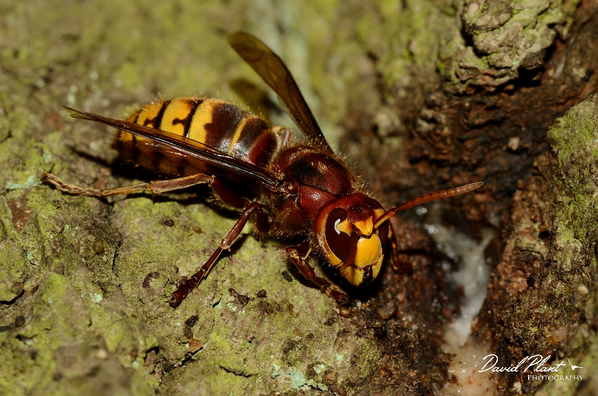 David Plant Photography - Wildlife Photography - Hornet, Vespa crabro - A.jpg - European hornet, Vespa crabro - Warwickshire