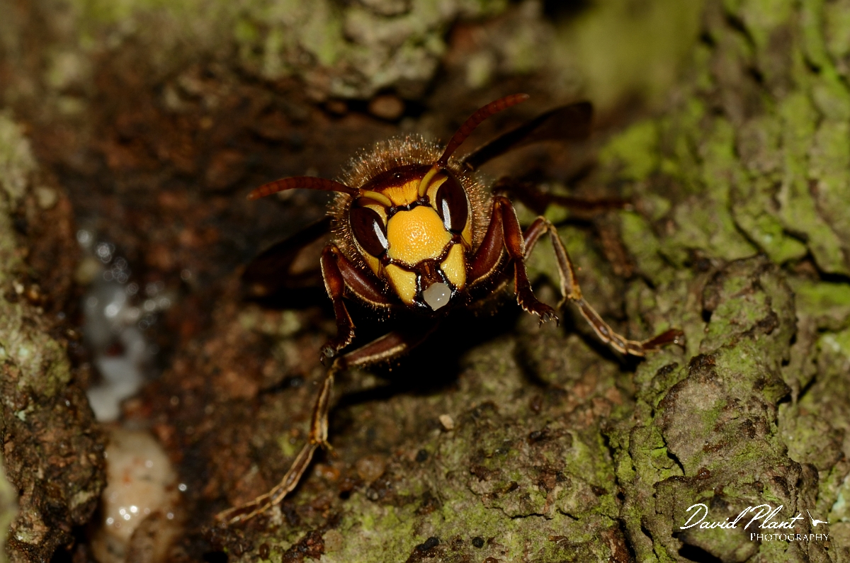 David Plant Photography - Wildlife Photography - Hornet, Vespa crabro - B.jpg - European hornet, Vespa crabro, feeding on oak sap - Warwickshire