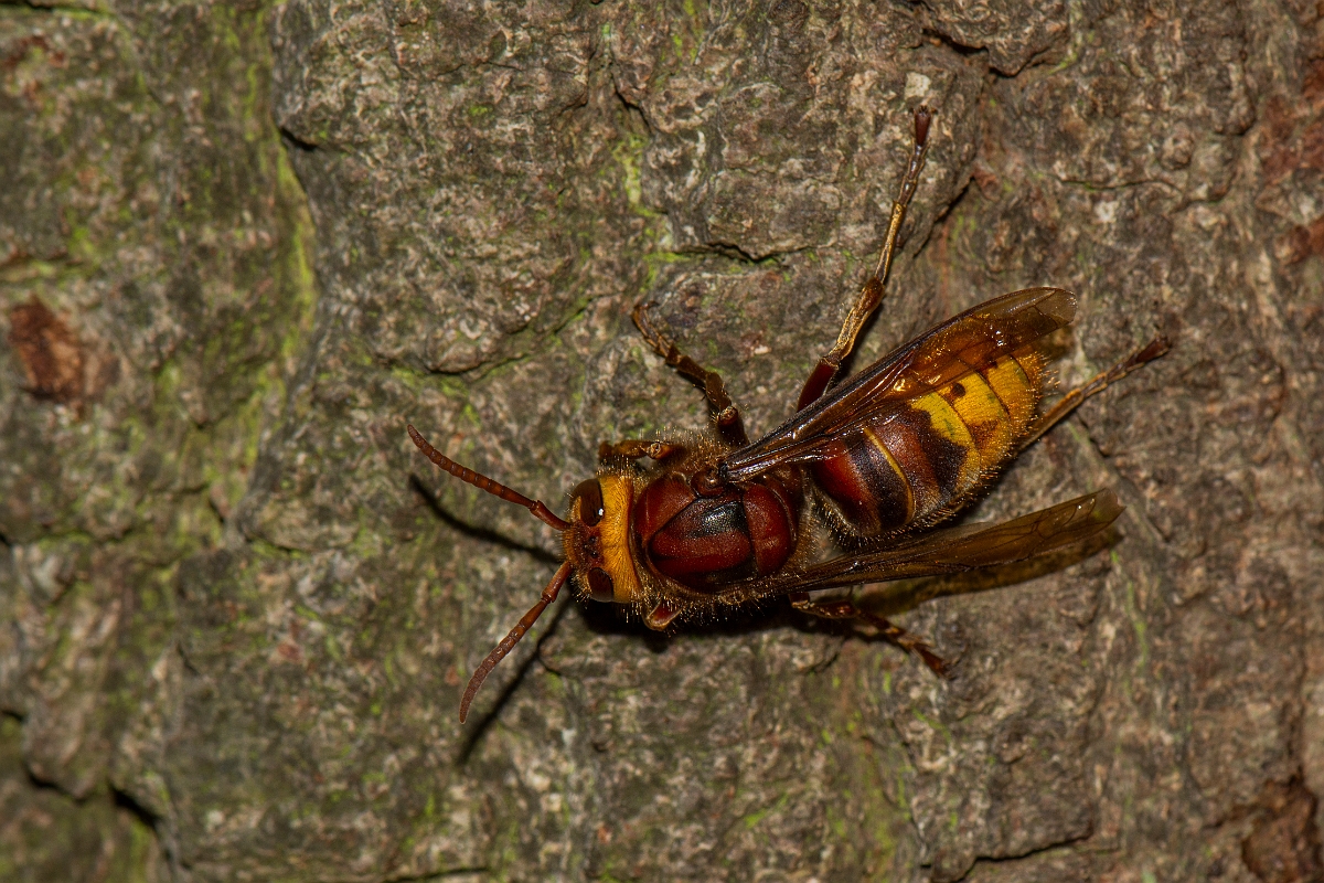 David Plant Photography - Wildlife Photography - Hornet, Vespa crabro - E.JPG - European hornet, Vespa crabro - Buckinghamshire