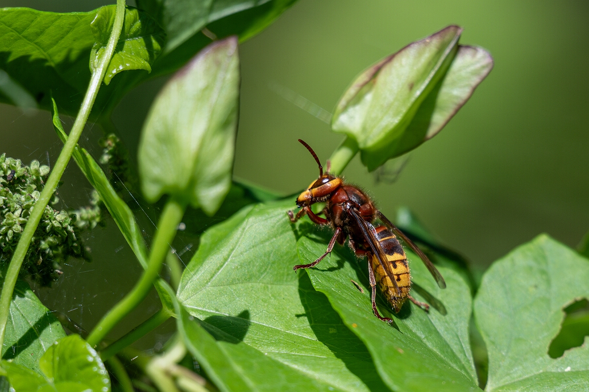 David Plant Photography - Wildlife Photography - Hornet, Vespa crabro - F.jpg - European hornet, Vespa crabro - Oxfordshire