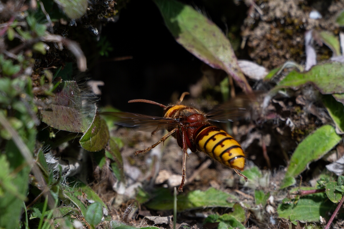 David Plant Photography - Wildlife Photography - Hornet, Vespa crabro - G.jpg - European hornet, Vespa crabro - Oxfordshire