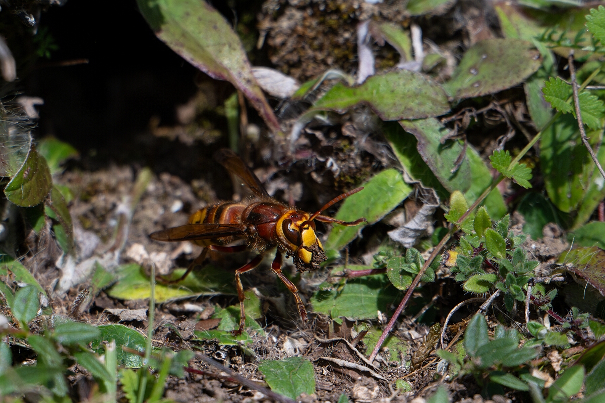 David Plant Photography - Wildlife Photography - Hornet, Vespa crabro - I.jpg - European hornet, Vespa crabro - Oxfordshire