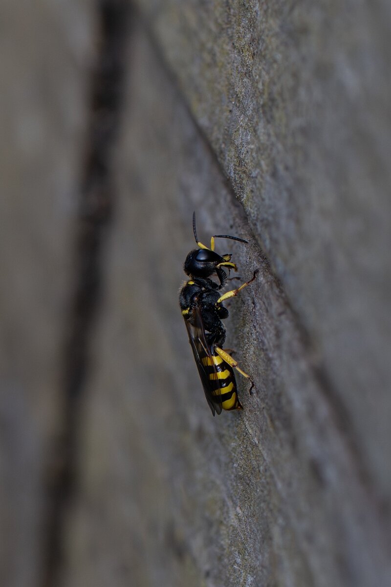David Plant Photography - Wildlife Photography - Large ectemnius, Ectemnius cephalotes - A.jpg - Large ectemnius, Ectemnius cephalotes - Cotswolds