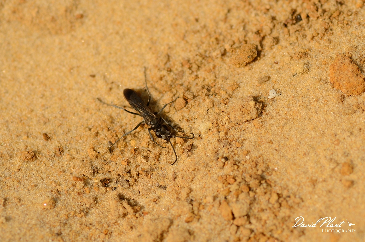 David Plant Photography - Wildlife Photography - Leaden spider wasp, Pompilus cinereus - A.jpg - Leaden spider wasp, Pompilius cinereus - Cambridgeshire
