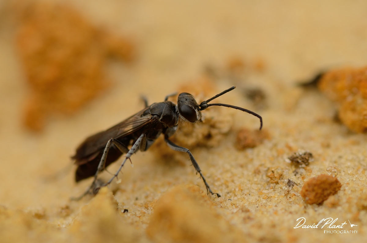 David Plant Photography - Wildlife Photography - Leaden spider wasp, Pompilus cinereus - B.jpg - Leaden spider wasp, Pompilius cinereus - Cambridgeshire