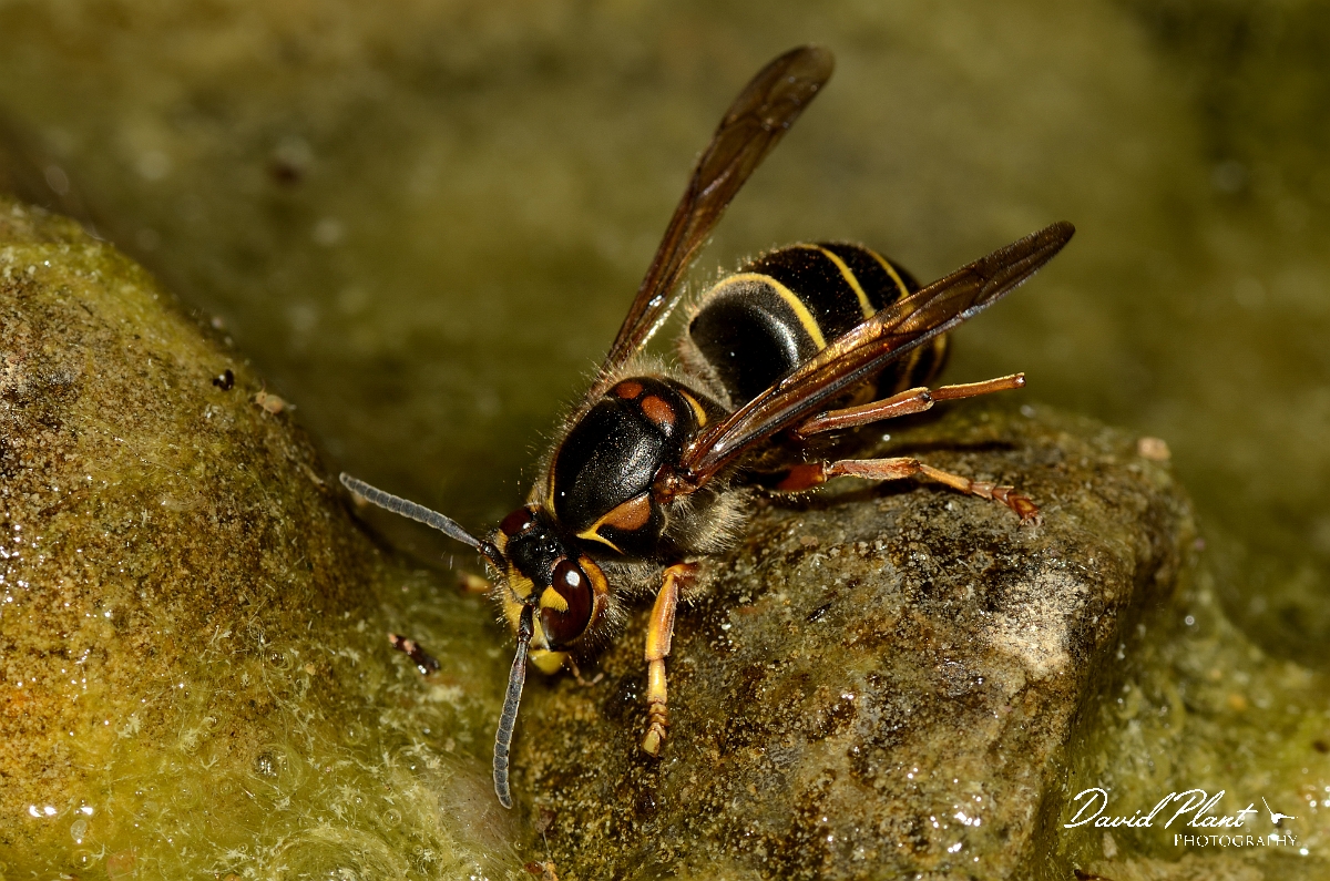 David Plant Photography - Wildlife Photography - Median wasp, Dolichovespula media - A.jpg - Median wasp, Dolichovespula media - Cotswolds
