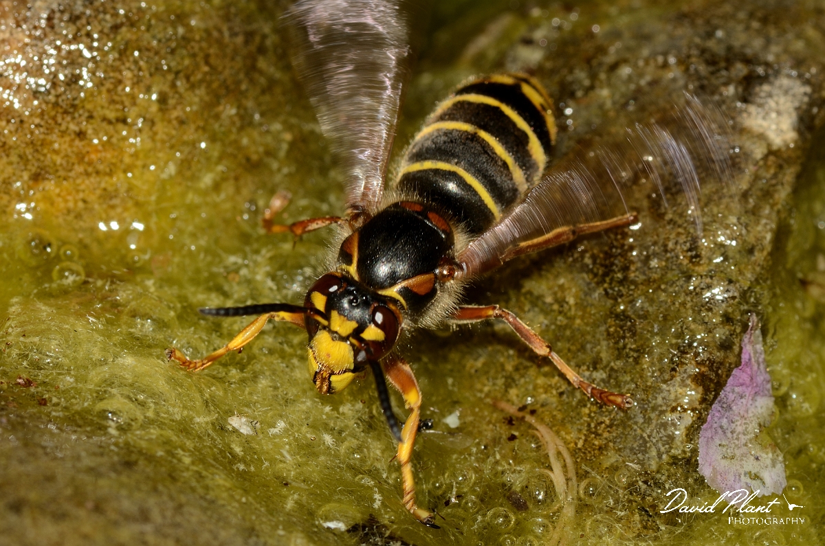 David Plant Photography - Wildlife Photography - Median wasp, Dolichovespula media - B.jpg - Median wasp, Dolichovespula media - Cotswolds