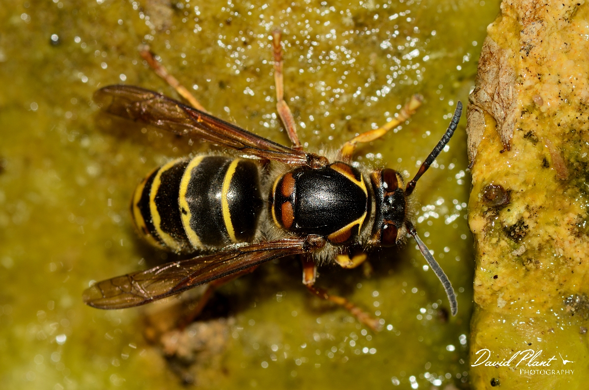 David Plant Photography - Wildlife Photography - Median wasp, Dolichovespula media - C.jpg - Median wasp, Dolichovespula media - Cotswolds