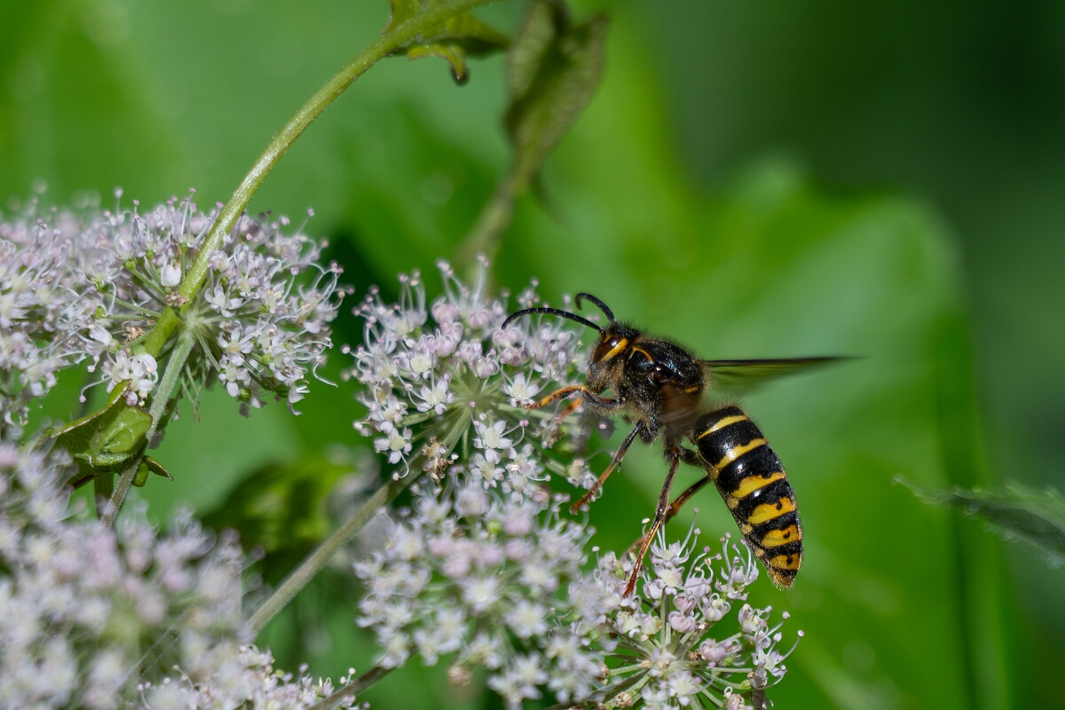 David Plant Photography - Wildlife Photography - Median wasp, Dolichovespula media - D.jpg - Median wasp, Dolichovespula media - Oxfordshire