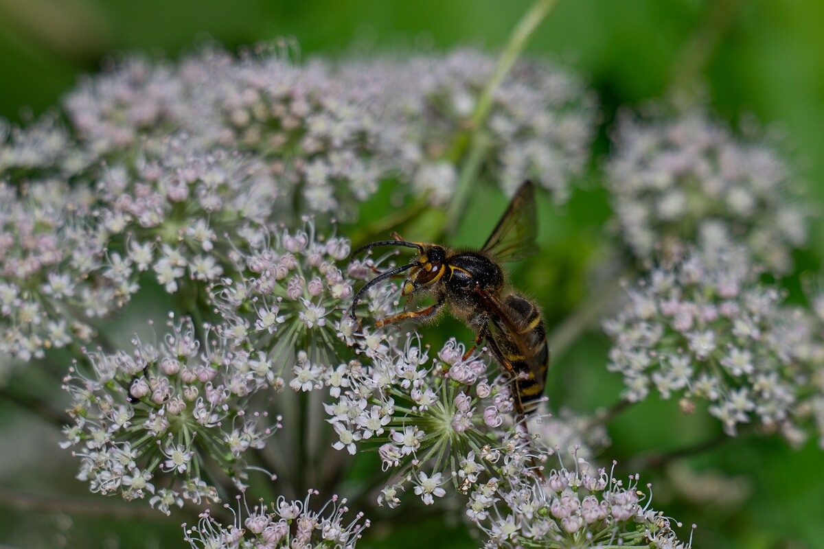 David Plant Photography - Wildlife Photography - Median wasp, Dolichovespula media - E.jpg - Median wasp, Dolichovespula media - Oxfordshire