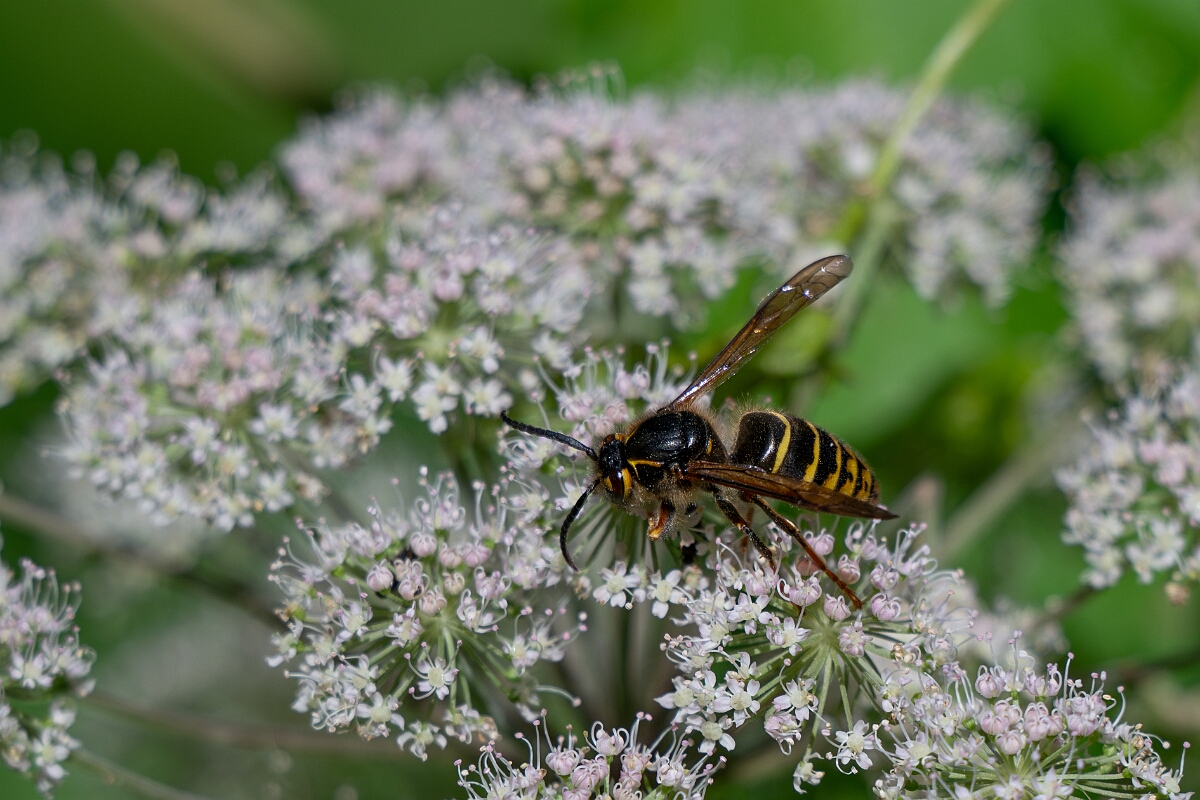 David Plant Photography - Wildlife Photography - Median wasp, Dolichovespula media - F.jpg - Median wasp, Dolichovespula media - Oxfordshire