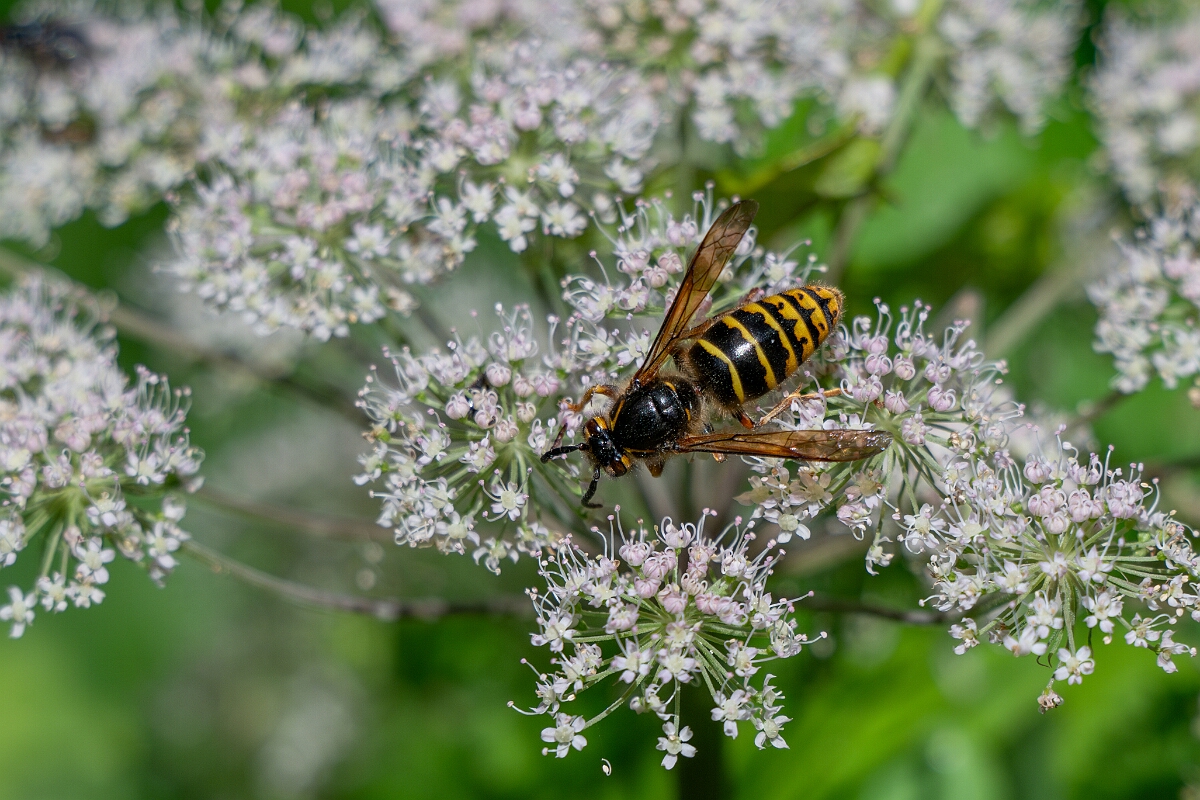 David Plant Photography - Wildlife Photography - Median wasp, Dolichovespula media - G.jpg - Median wasp, Dolichovespula media - Oxfordshire