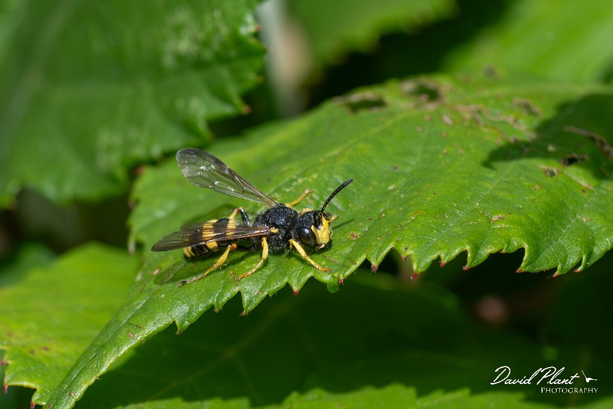 David Plant Photography - Wildlife Photography - Ornate-tailed digger wasp, Cerceris rybyensi - A.jpg - Ornate-tailed digger wasp, Cerceris rybyensis - North Somerset