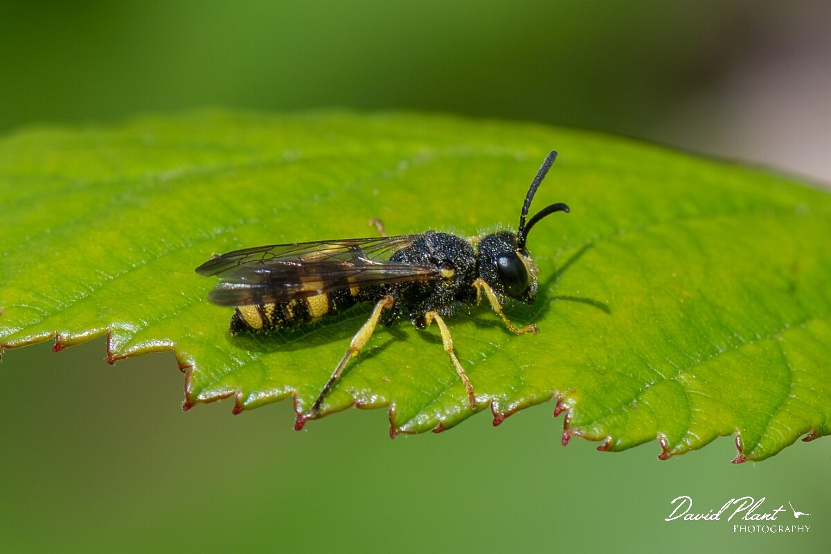 David Plant Photography - Wildlife Photography - Ornate-tailed digger wasp, Cerceris rybyensi - B.jpg - Ornate-tailed digger wasp, Cerceris rybyensis - North Somerset