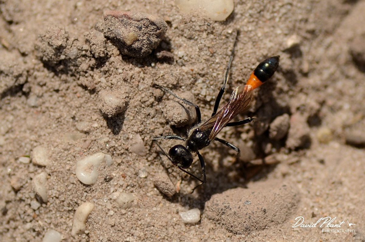 David Plant Photography - Wildlife Photography - Red-banded sand wasp, Ammophila sabulosa - A.jpg - Red-banded sand wasp, Ammophila sabulosa - Dorset