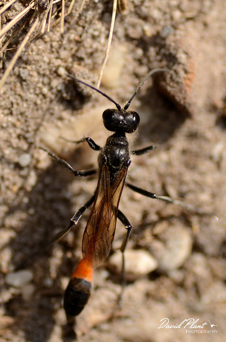 David Plant Photography - Wildlife Photography - Red-banded sand wasp, Ammophila sabulosa - B.jpg - Red-banded sand wasp, Ammophila sabulosa - Dorset