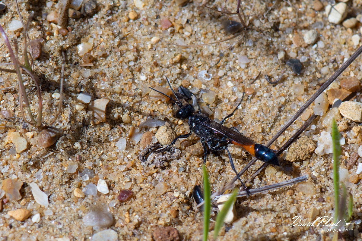 David Plant Photography - Wildlife Photography - Red-banded sand wasp, Ammophila sabulosa - C.jpg - Red-banded sand wasp, Ammophila sabulosa, Kent