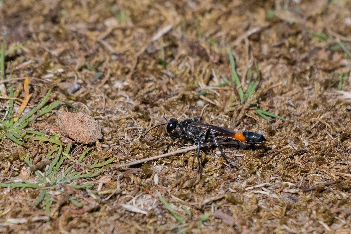 David Plant Photography - Wildlife Photography - Red-banded sand wasp, Ammophila sabulosa - D.JPG - Red-banded sand wasp, Ammophila sabulosa - Suffolk