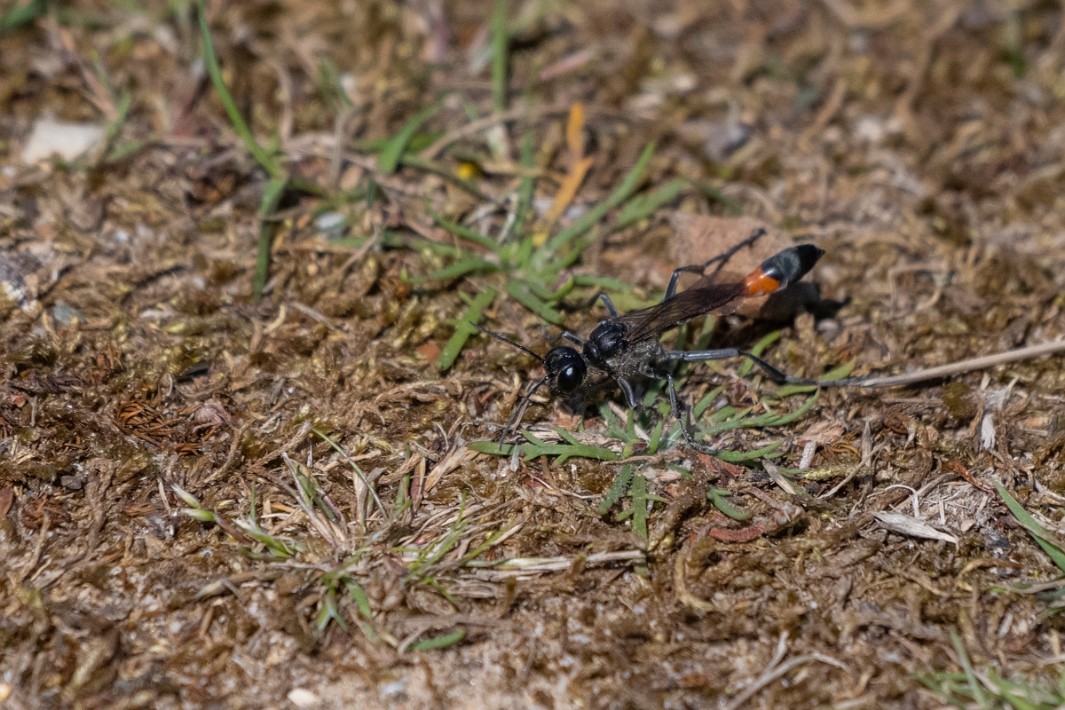 David Plant Photography - Wildlife Photography - Red-banded sand wasp, Ammophila sabulosa - E.JPG - Red-banded sand wasp, Ammophila sabulosa - Suffolk