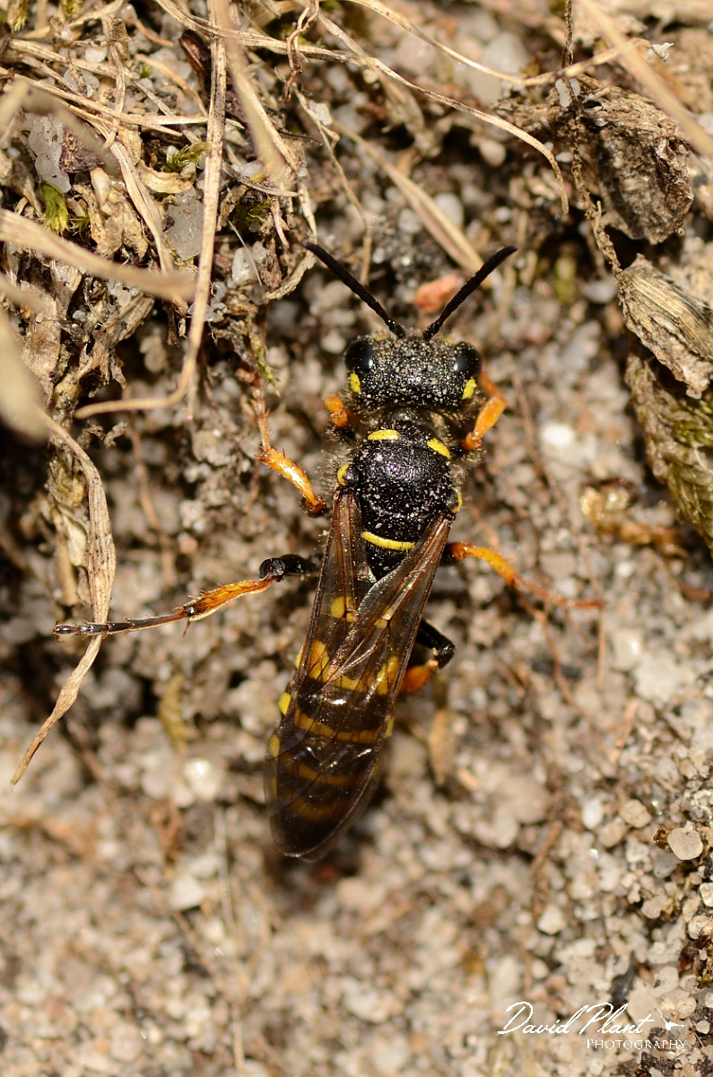 David Plant Photography - Wildlife Photography - Sand tailed digger wasp, Cerceris arenaria - B.jpg - Sand tailed digger wasp, Cerceris arenaria - Dorset