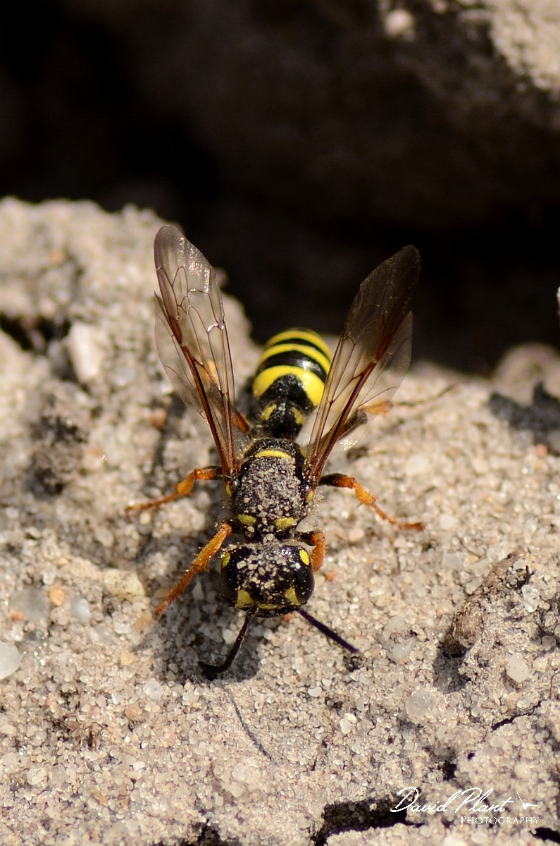 David Plant Photography - Wildlife Photography - Sand tailed digger wasp, Cerceris arenaria - C.jpg - Sand tailed digger wasp, Cerceris arenaria - Dorset
