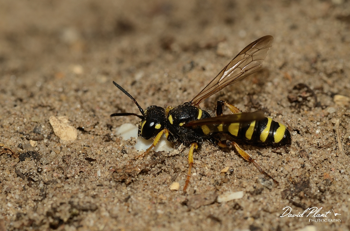 David Plant Photography - Wildlife Photography - Sand tailed digger wasp, Cerceris arenaria - D.jpg - Sand tailed digger wasp, Cerceris arenaria - Suffolk