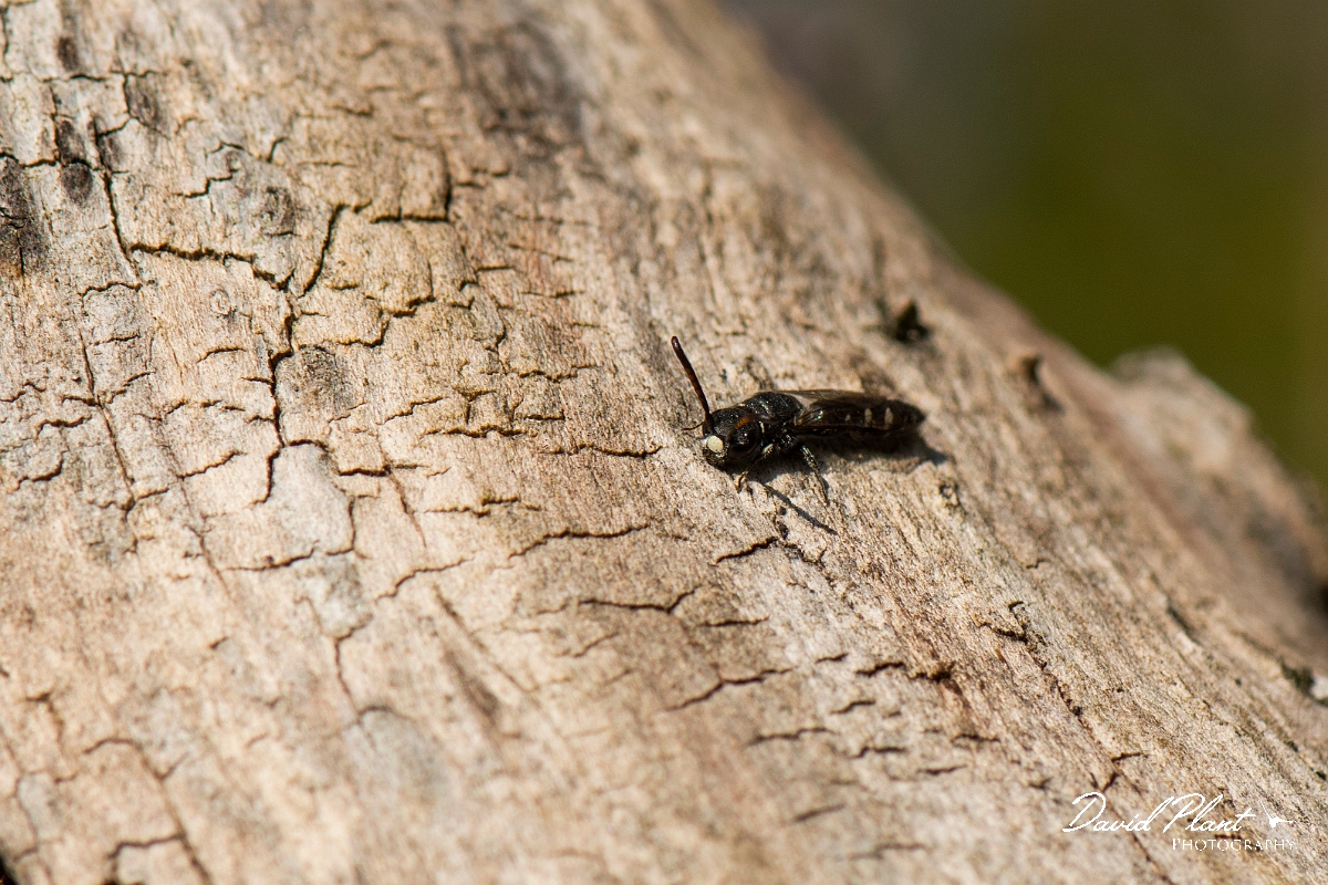 David Plant Photography - Wildlife Photography - Sapyga quinquepunctata - A.jpg - Sapyga quinquepunctata - Cotswolds