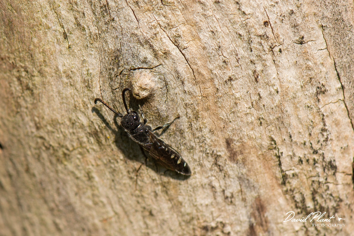 David Plant Photography - Wildlife Photography - Sapyga quinquepunctata - B.jpg - Sapyga quinquepunctata - Cotswolds