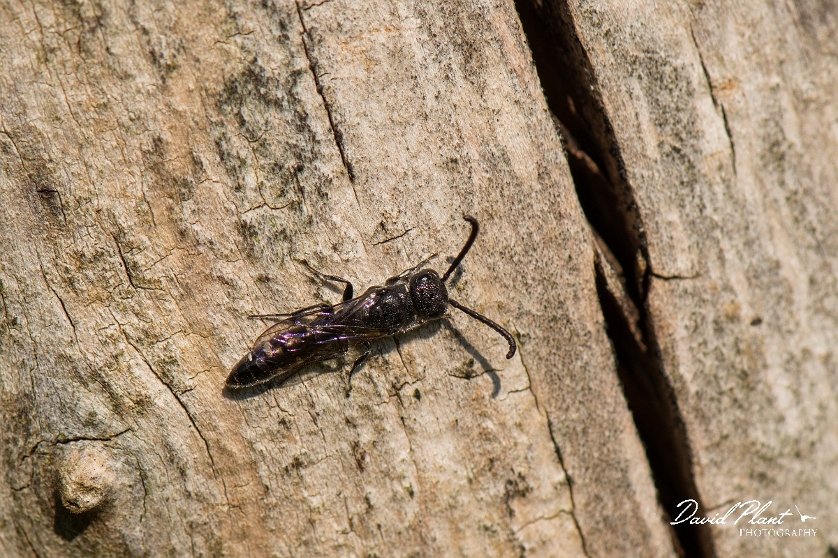 David Plant Photography - Wildlife Photography - Sapyga quinquepunctata - C.jpg - Sapyga quinquepunctata - Cotswolds